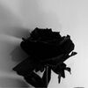 lynn_107